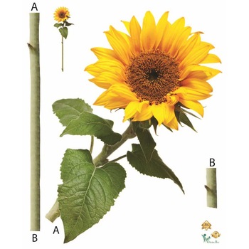 Sticker decorativ - Floarea Soarelui - Sun flower - 60x80 cm Sticker decorativ - Floarea Soarelui - Sun flower - 60x80 cm