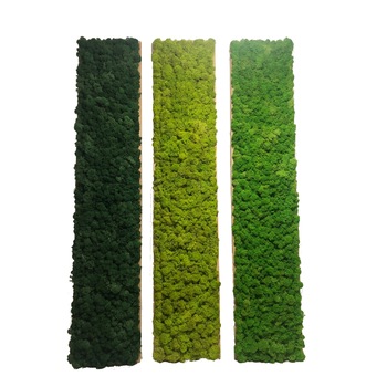 Tablouri Licheni decorativi , ArtaVerde, 80x20cm Tablouri Licheni decorativi , ArtaVerde, 80x20cm