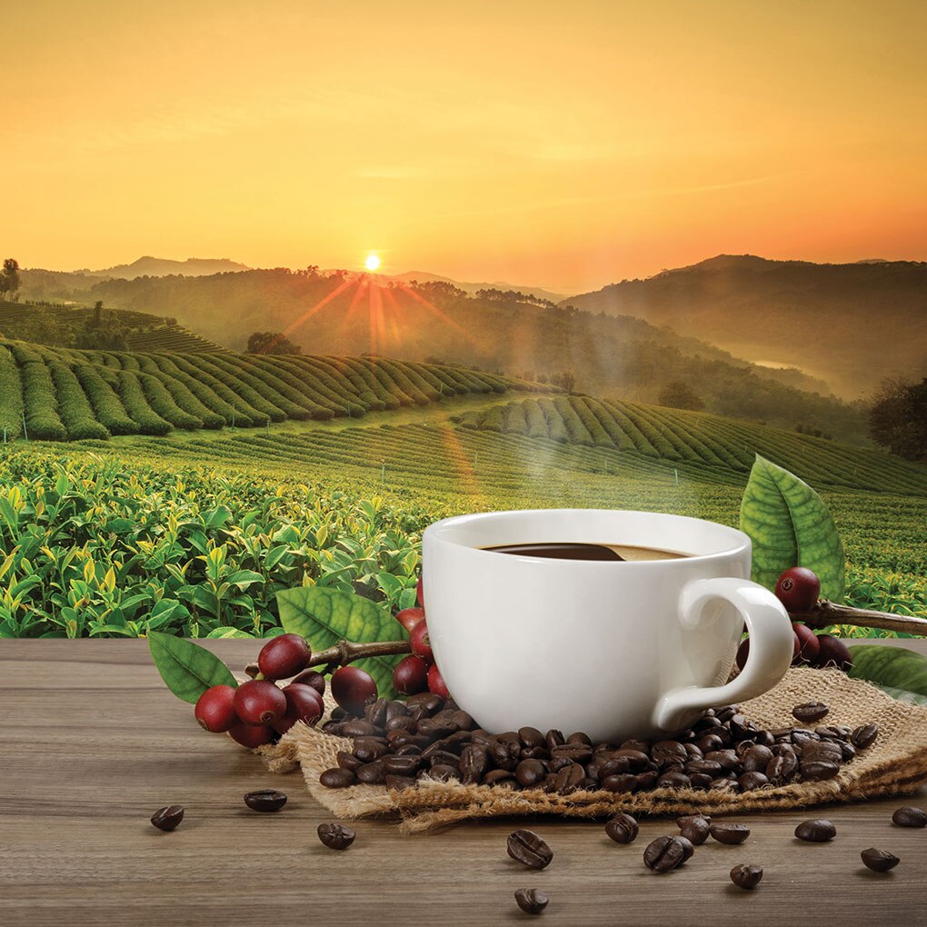 Panou sticla decorativa bucatarie, protectie aragaz, antistropire, Print UV, octopus, imprimata Multicolor, 600mmx600mm oct146-60x60