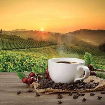 Panou sticla decorativa bucatarie, protectie aragaz, antistropire, Print UV, octopus, imprimata Multicolor, 600mmx600mm oct146-60x60 Panou sticla decorativa bucatarie, protectie aragaz, antistropire, Print UV, octopus, imprimata Multicolor, 600mmx600mm oct146-60x60