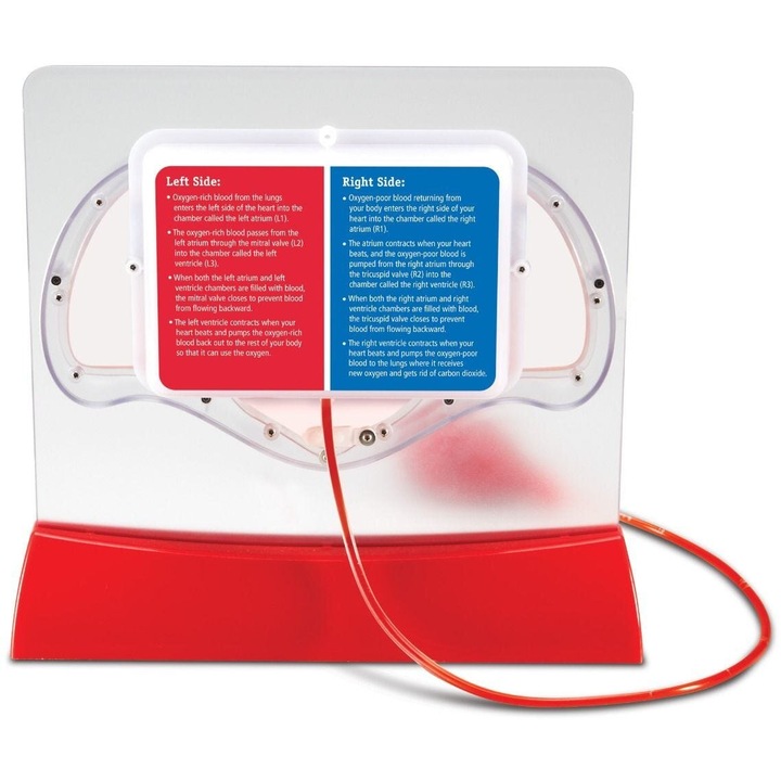 Learning Resources szívpumpa játék