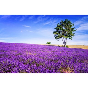 Autocolant Lavanda6, 220 x 135 cm Autocolant Lavanda6, 220 x 135 cm