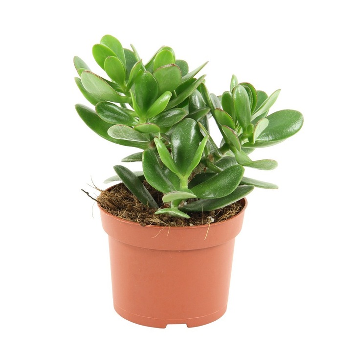 Crassula magical tree - copacul cu bani cu vas decorativ inclus
