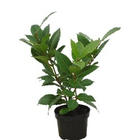 laurus nobilis - dafin comestibil h40cm cu vas decorativ imagen 59_2_
0