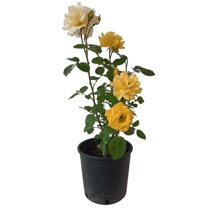 Trandafir acoperitor sau clasic in ghiveci de 5 L