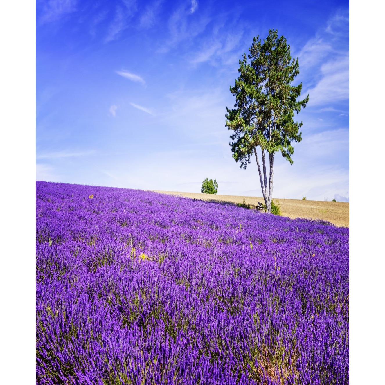 Autocolant Lavanda6, 135 x 225 cm