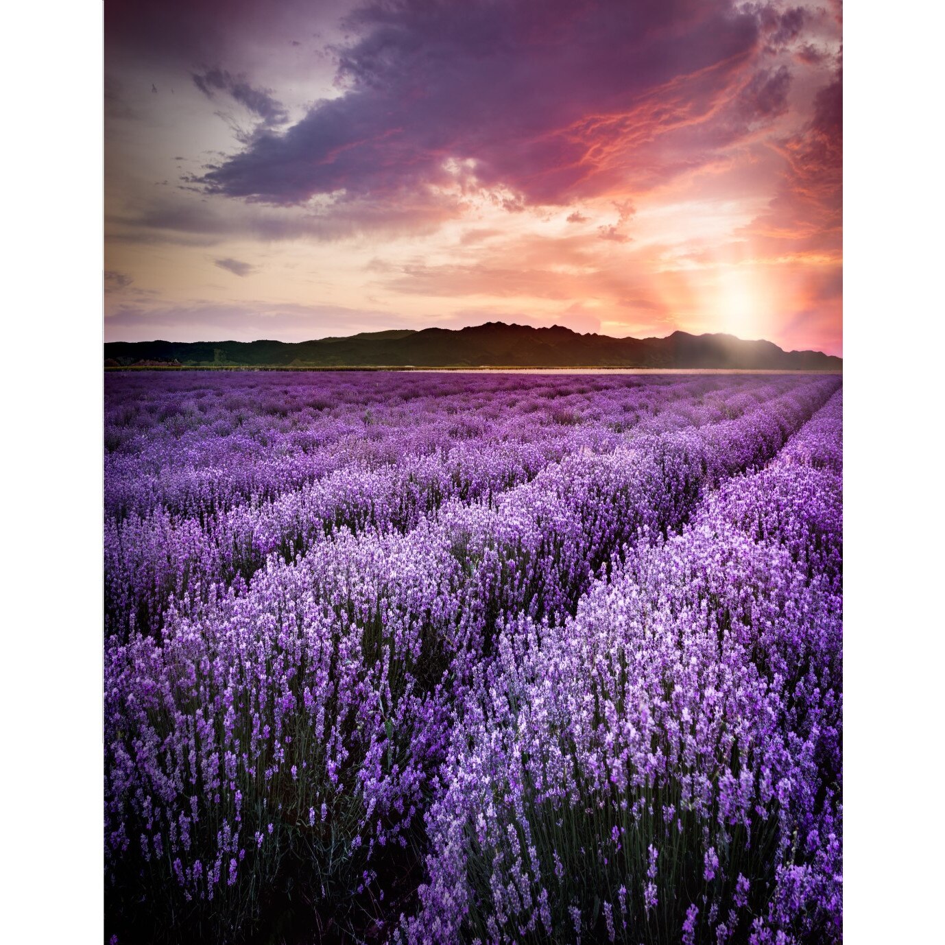 Fototapet de perete autoadeziv si lavabil Lavanda4, 135 x 225 cm