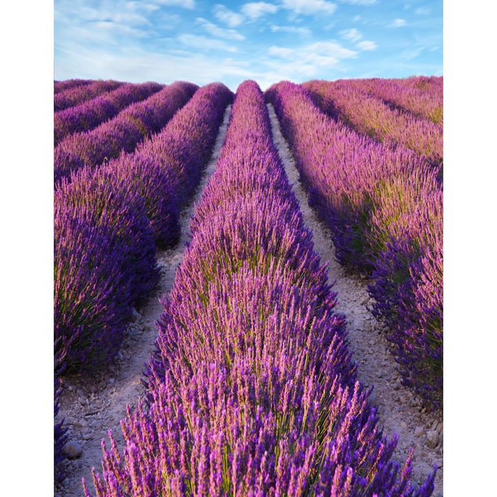 Öntapadós tapéta Levendula2, 150 x 205 cm