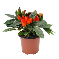 ardei iute -capsicum standard  gradina cu arome imagen 42_0_
0