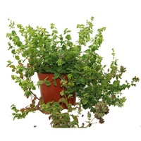 oregano in ghiveci 17cm diametru 40-45 cm inaltime imagen 49_1_
0