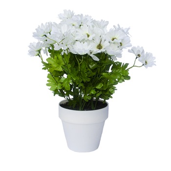 Crizanteme Artificiale Albe in ghiveci Alb, de decor cu aspect real. rezistente la Umiditate, pentru interior sau exterior, D floare 37cm, D ghiveci 15cm Crizanteme Artificiale Albe in ghiveci Alb, de decor cu aspect real. rezistente la Umiditate, pentru interior sau exterior, D floare 37cm, D ghiveci 15cm