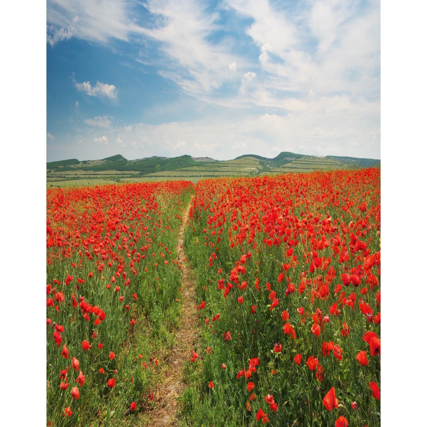 Fototapet de perete autoadeziv si lavabil Natura26, 135 x 225 cm