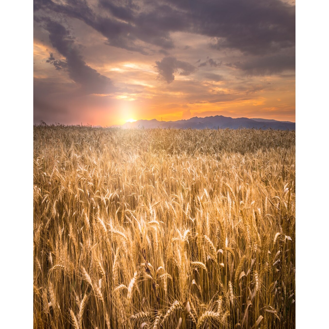 Autocolant Natura36, 135 x 225 cm