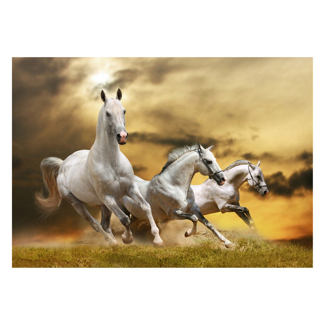 Fototapet Cai - BLH-18, 70 x 100 cm