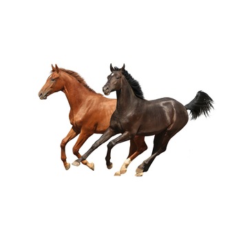 Fototapet Cai - BLH-31, 100 x 150 cm Fototapet Cai - BLH-31, 100 x 150 cm