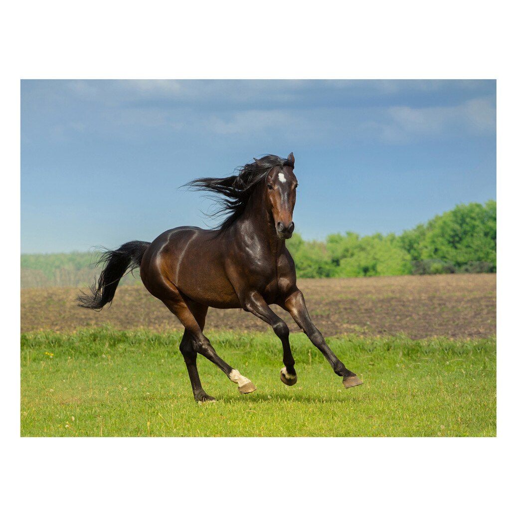 Fototapet Cai - BLH-38, 100 x 133 cm