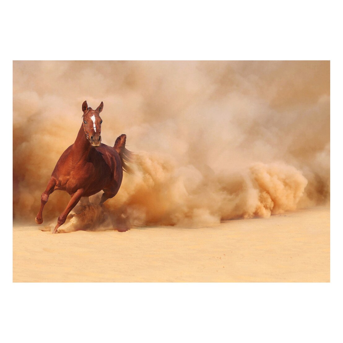 Fototapet Cai - BLH-19, 70 x 100 cm