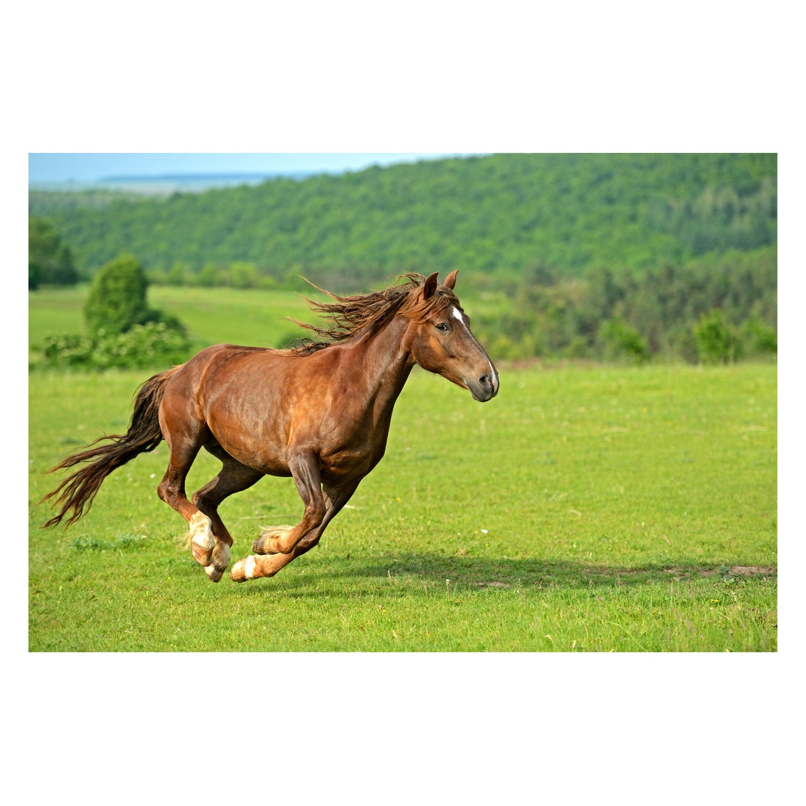 Fototapet Cai - BLH-21, 100 x 150 cm