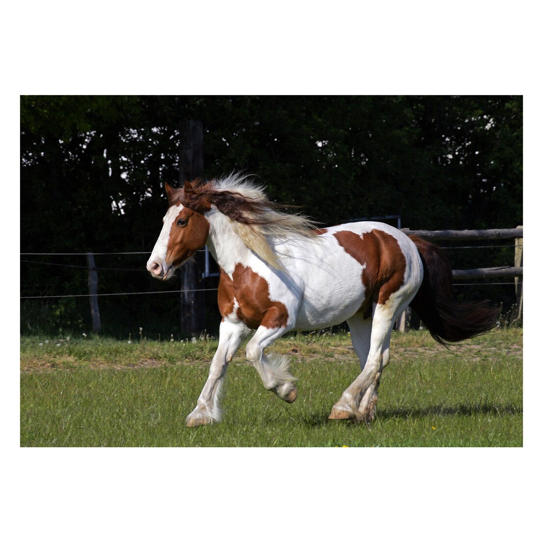 Fototapet Cai - BLH-54, 70 x 100 cm