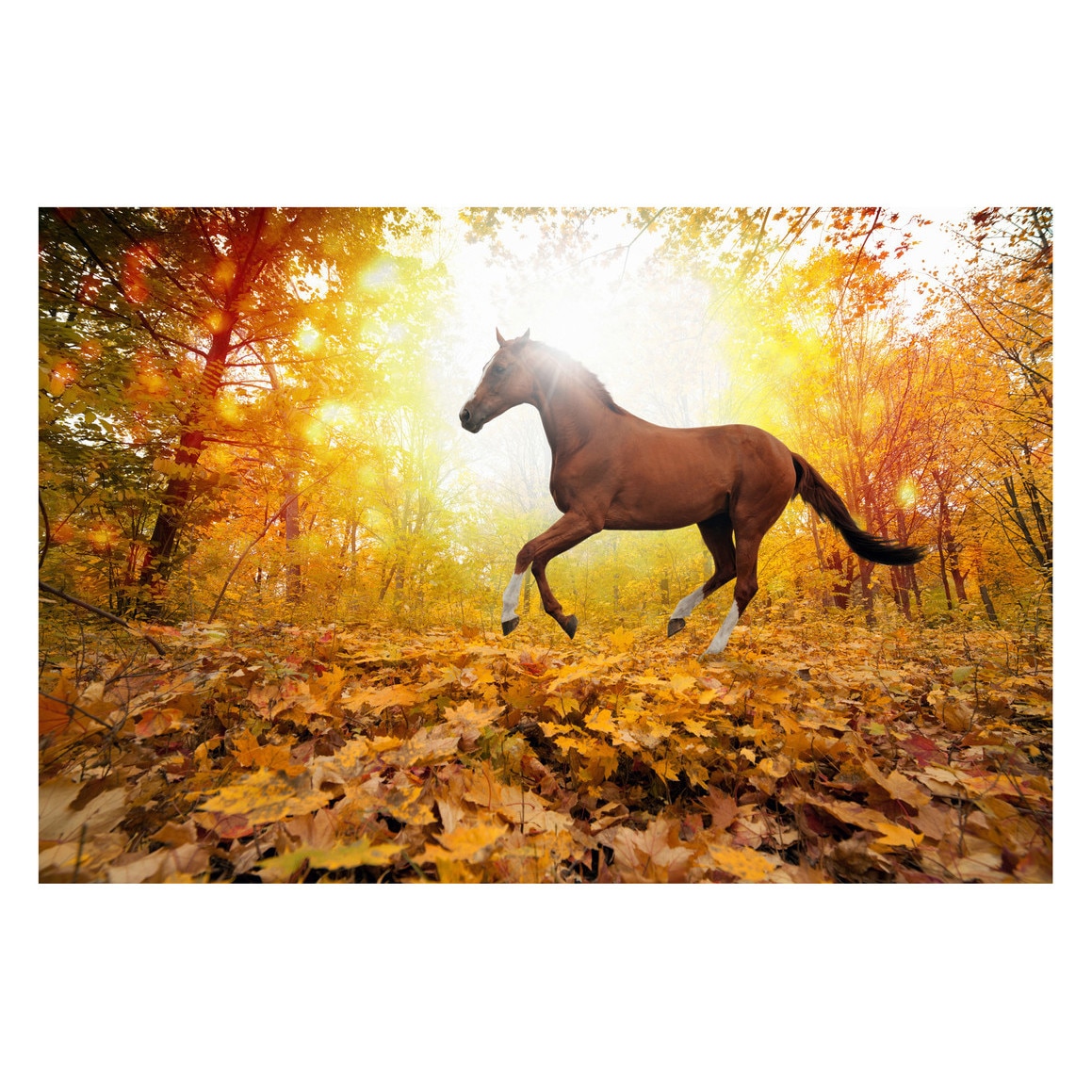 Fototapet Cai - BLH-55, 100 x 150 cm