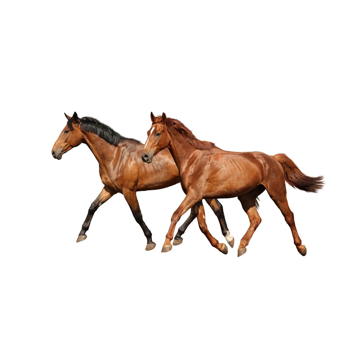 Fototapet Cai - BLH-27, 100 x 150 cm