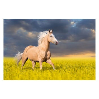 Fototapet Cai - BLH-09, 100 x 150 cm Fototapet Cai - BLH-09, 100 x 150 cm