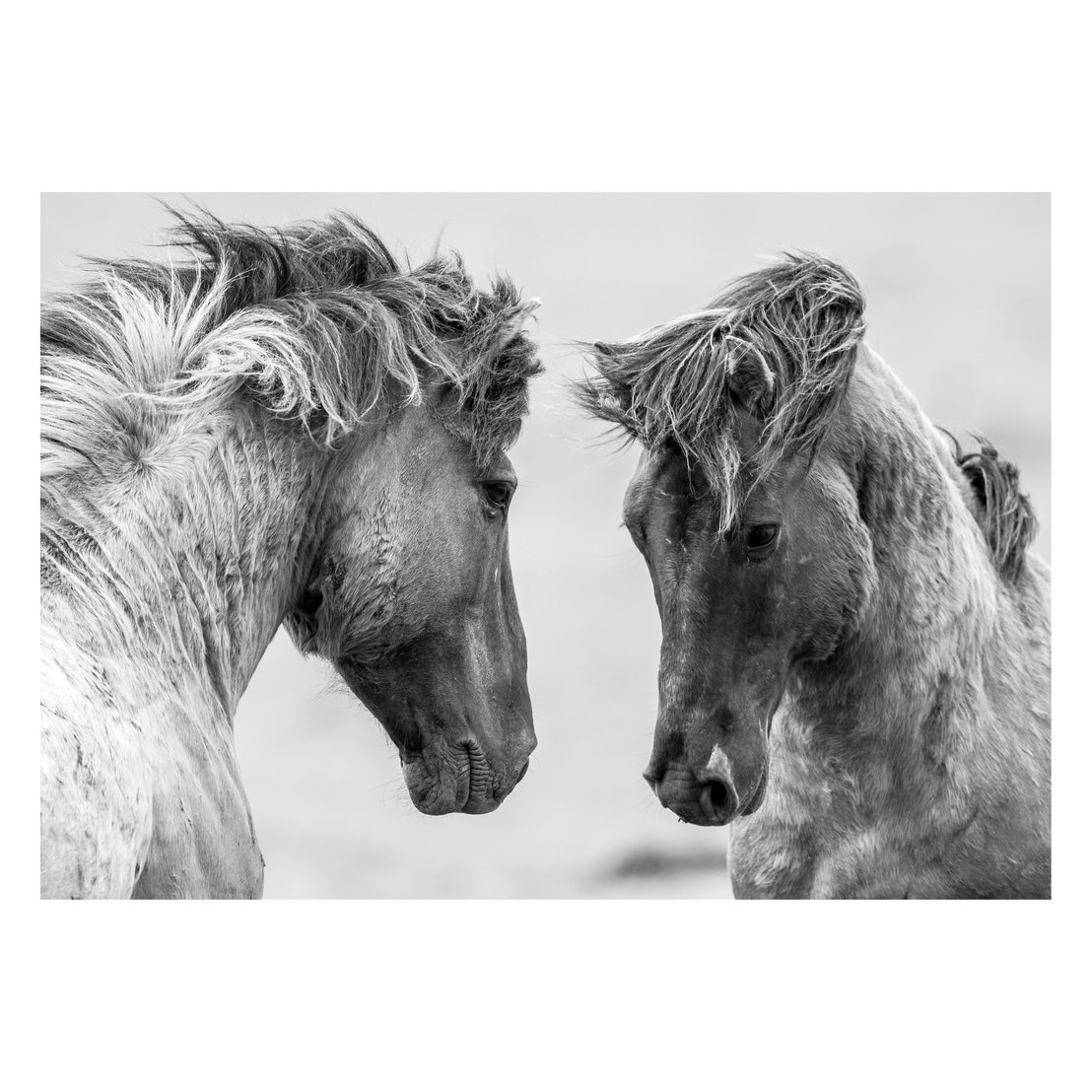 Fototapet Cai - BLH-43, 70 x 100 cm