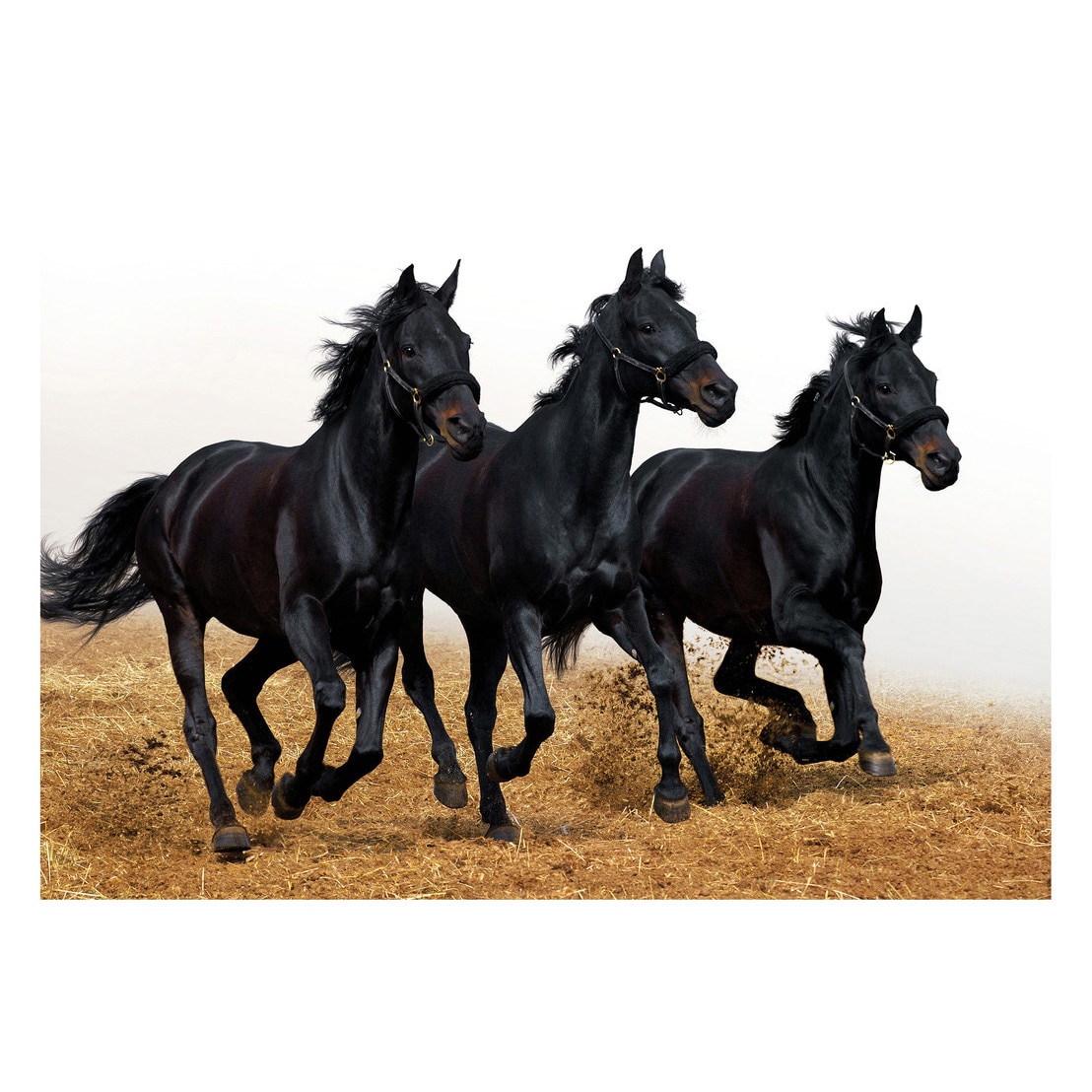 Fototapet Cai - BLH-56, 70 x 100 cm