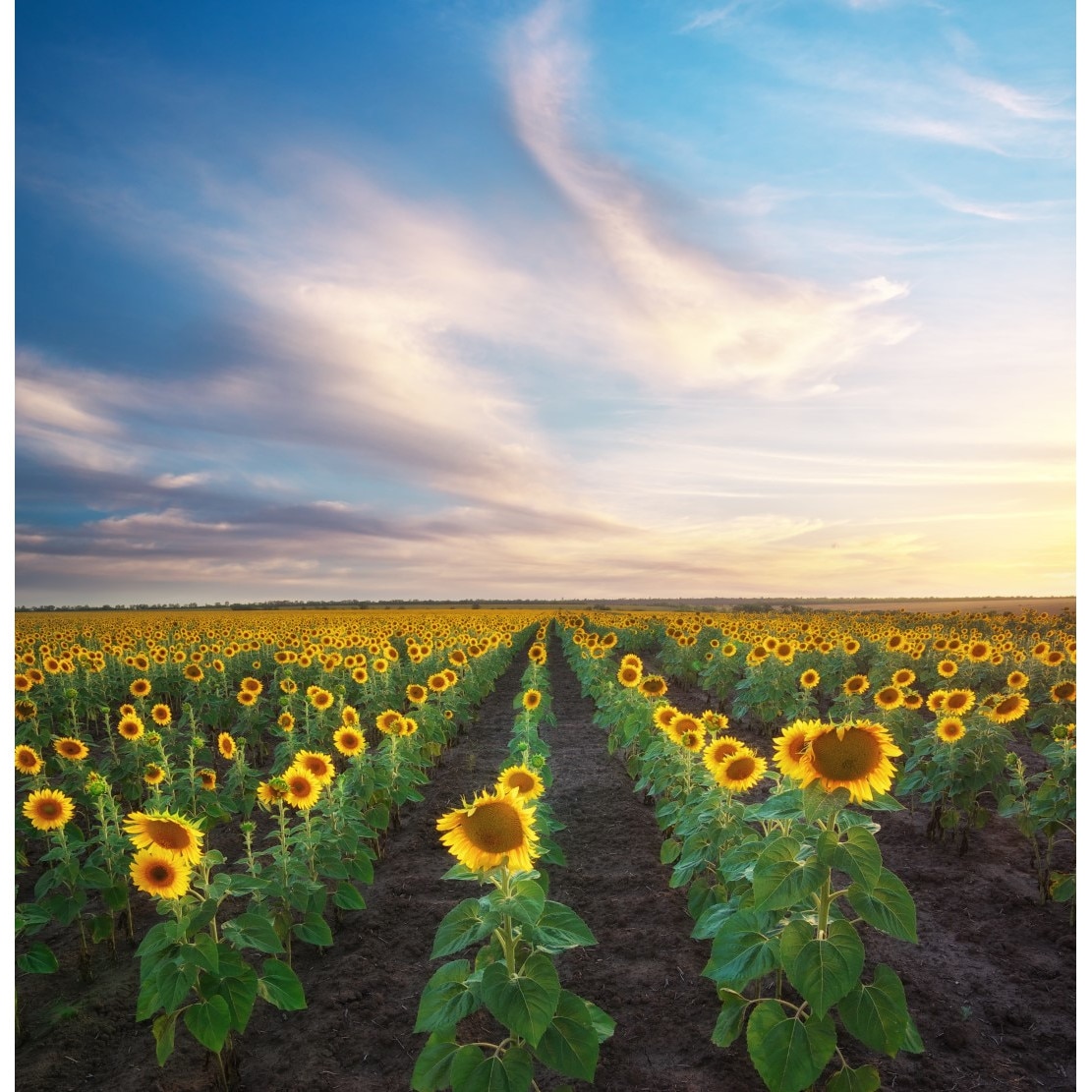 Fototapet de perete autoadeziv si lavabil Natura66, 220 x 135 cm