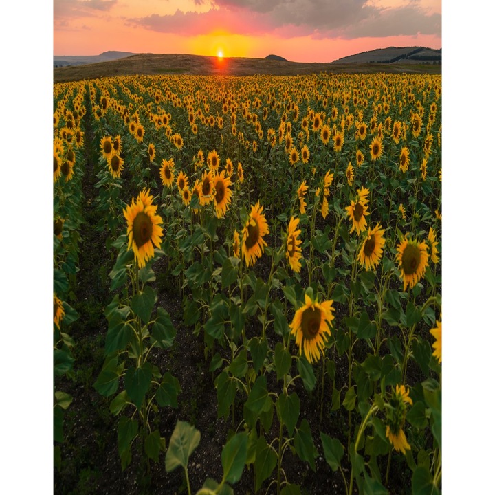 Blueback MAT Fotótapéta, Természet 41, 200 x 255 cm