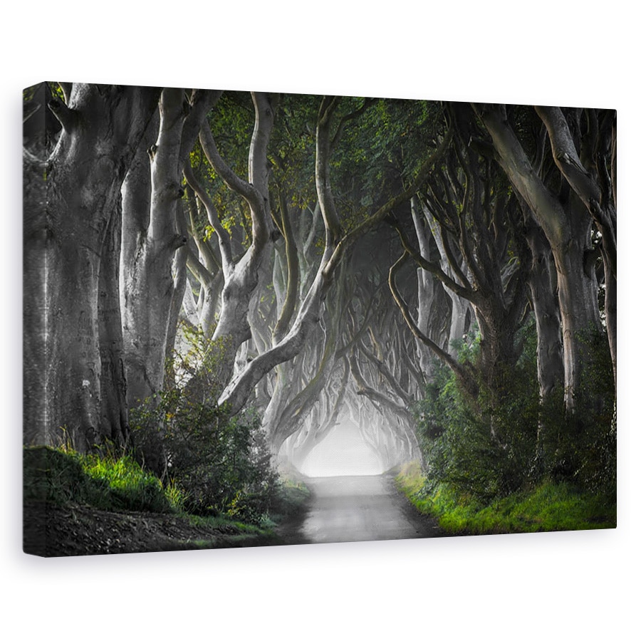 Tablou canvas - Poteci intunecate, Peisaj, Copaci, Ceata, Fantezie, 60 x 90 cm