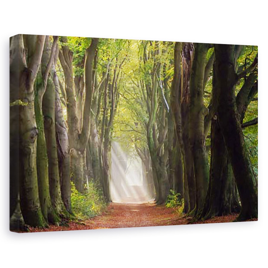Tablou canvas - O zi glorioasa, Peisaj, Padure, Copaci, Ceata, 80 x 120 cm