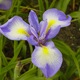 Buchet de flori - Pentru tine