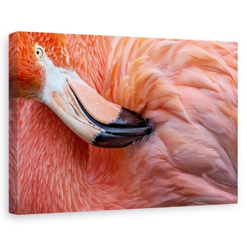 Tablou canvas - Flamingo , Nature, Pasare, Roz, Pene, 80 x 120 cm Tablou canvas - Flamingo , Nature, Pasare, Roz, Pene, 80 x 120 cm