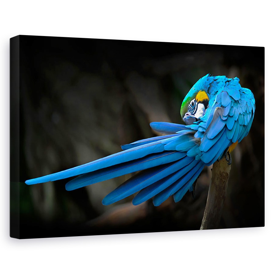 Tablou canvas - Untitled, Animal, 80 x 120 cm