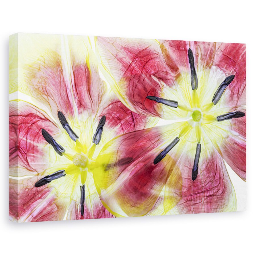 Tablou canvas - Lalele, Natura moarta, Petale, Flori, Rosu, 60 x 90 cm