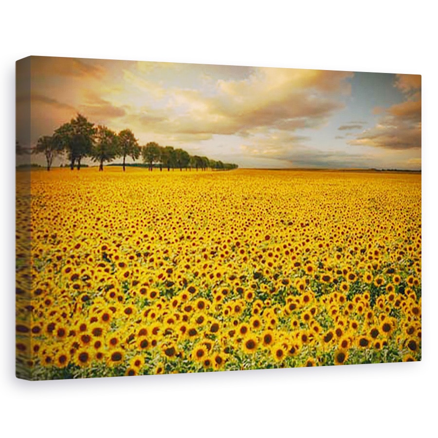 Tablou canvas - Floria-soarelui, Peisaj, 80 x 120 cm