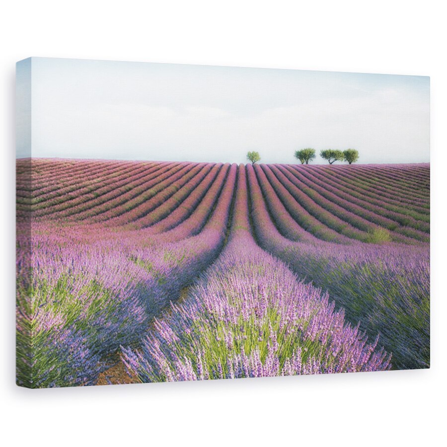 Tablou canvas - Catifea mov/Lavanda catifelata, Peisaj, Flori, Camp, Violet, 60 x 90 cm