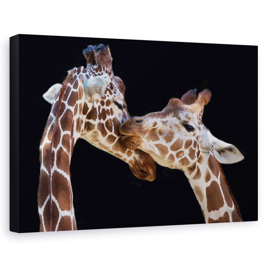 Tablou canvas - Sarutul, Animal, Girafa, Sarut, imbratisare, 80 x 120 cm