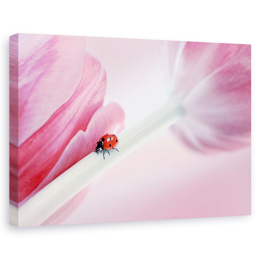 Tablou canvas - Buburuza, Flori, Roz, Lalea, 80 x 120 cm