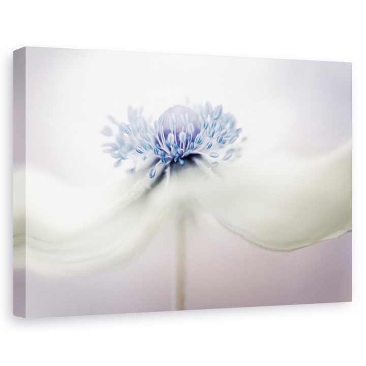 Tablou canvas - Anemone, Natura moarta, Flori, Mov, 60 x 90 cm
