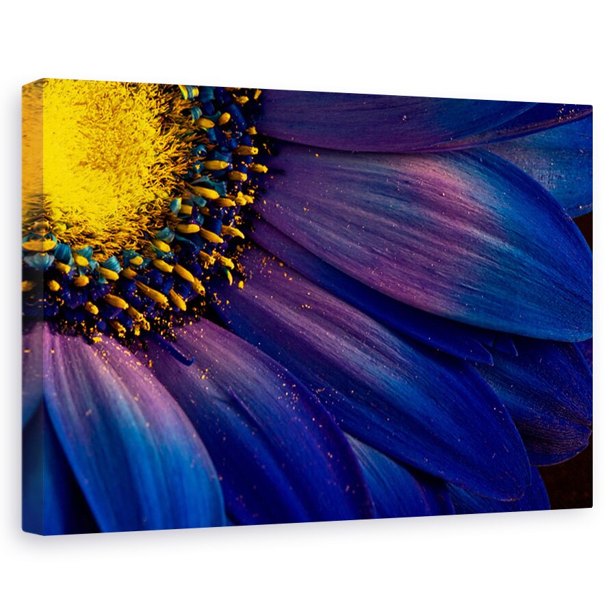 Tablou canvas - Raze albastre, Flori, Islanda, Violet, Petala, 60 x 90 cm
