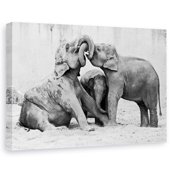Tablou canvas - Menage a trois, Animal, Elefant, Zoo, Lupta, 80 x 120 cm Tablou canvas - Menage a trois, Animal, Elefant, Zoo, Lupta, 80 x 120 cm