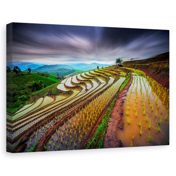 Tablou canvas - Camp de orez, Peisaj, Terasa, Camp, Planta, 40 x 60 cm Tablou canvas - Camp de orez, Peisaj, Terasa, Camp, Planta, 40 x 60 cm