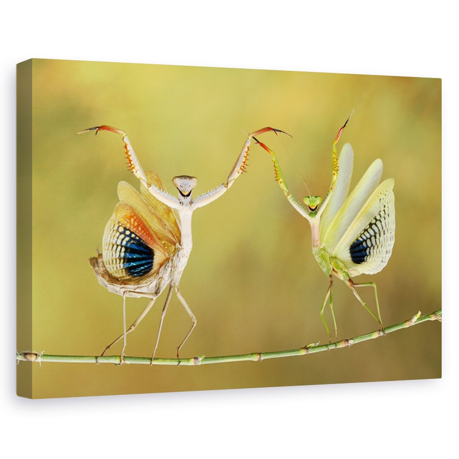 Tablou canvas - Sa inceapa spectacolul!, Flori, Insecte, Strain, Cuplu, 80 x 120 cm