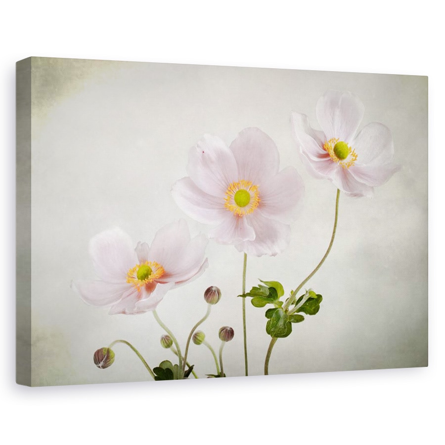 Tablou canvas - Anemone, Natura moarta, Textura, Petale, 40 x 60 cm
