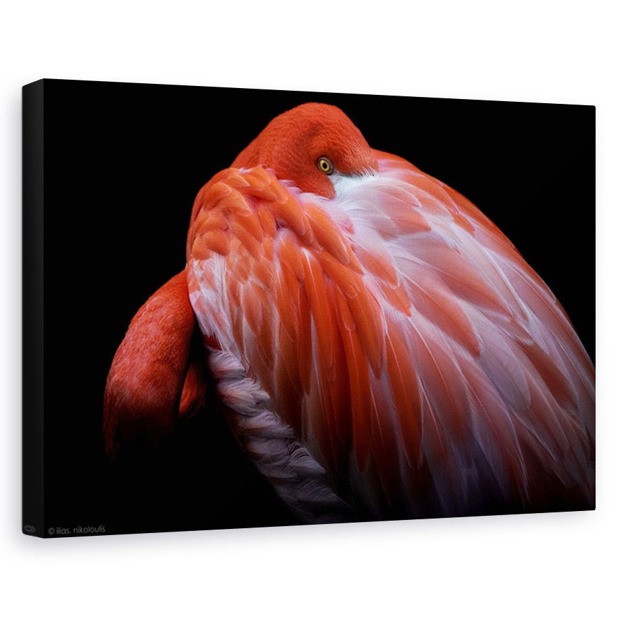 Tablou canvas - Timiditate, Animal, Flamingo, Roz, Pasare, 80 x 120 cm