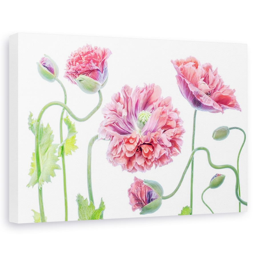 Tablou canvas - Fancy, Natura moarta, Ornamental, Roz, 60 x 90 cm