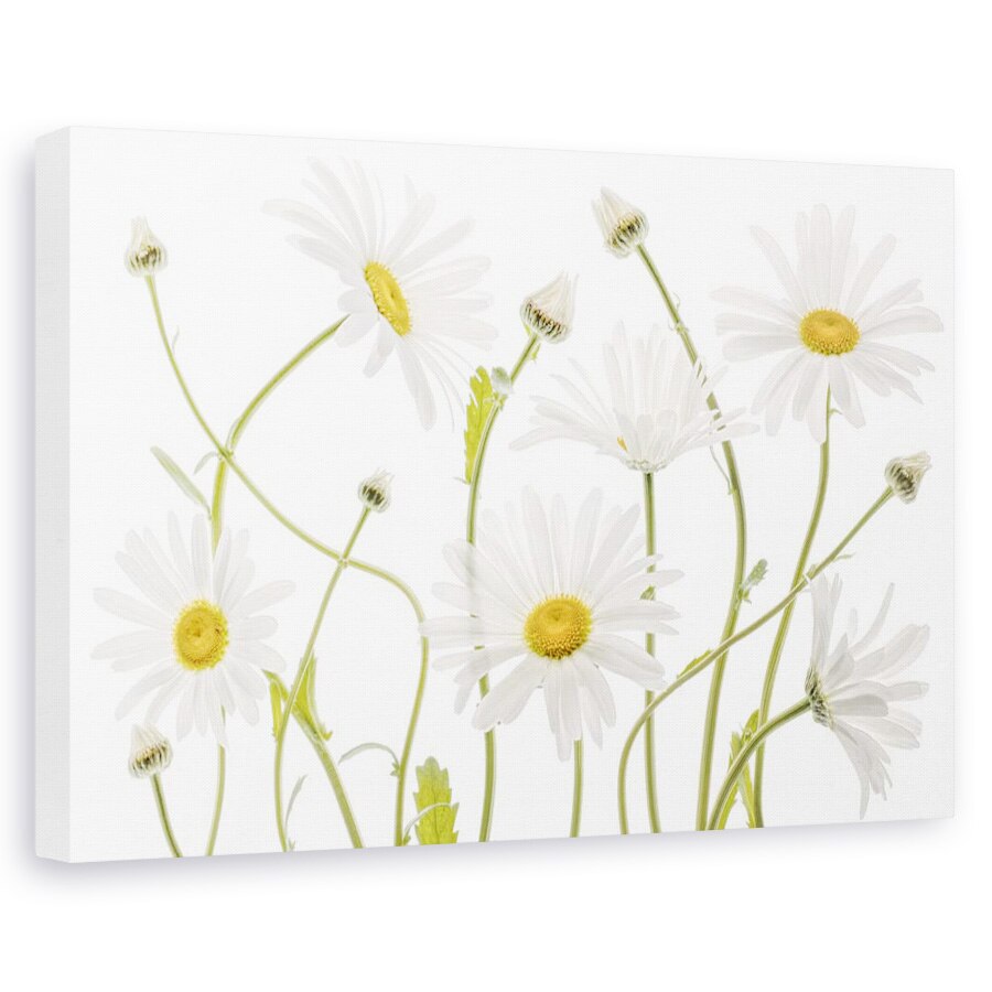 Tablou canvas - Margarete, Natura moarta, Flora, Alb, Verde, 40 x 60 cm
