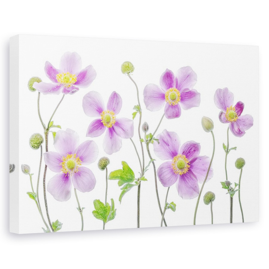 Tablou canvas - Anemone Japonica, Natura moarta, Flori, 40 x 60 cm